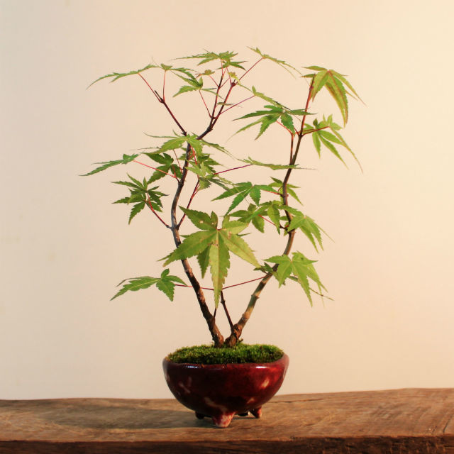 葉物盆栽 イロハモミジ 紅葉 盆栽と山野草の植物店 八百日 Yaoca Bonsai Plants