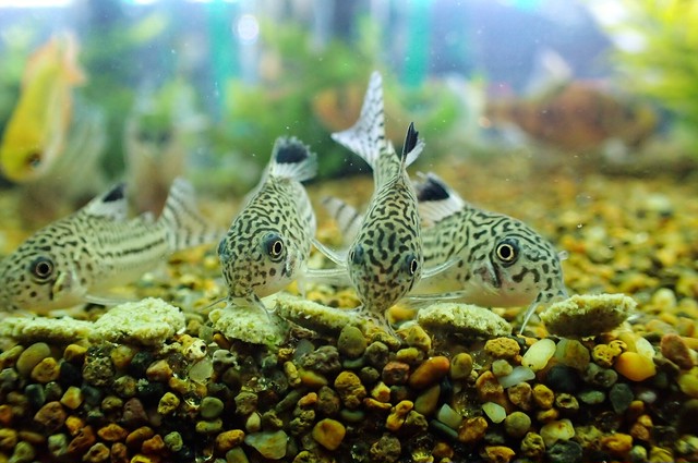 熱帯魚 コリドラス ジュリー Aquariumbarkind