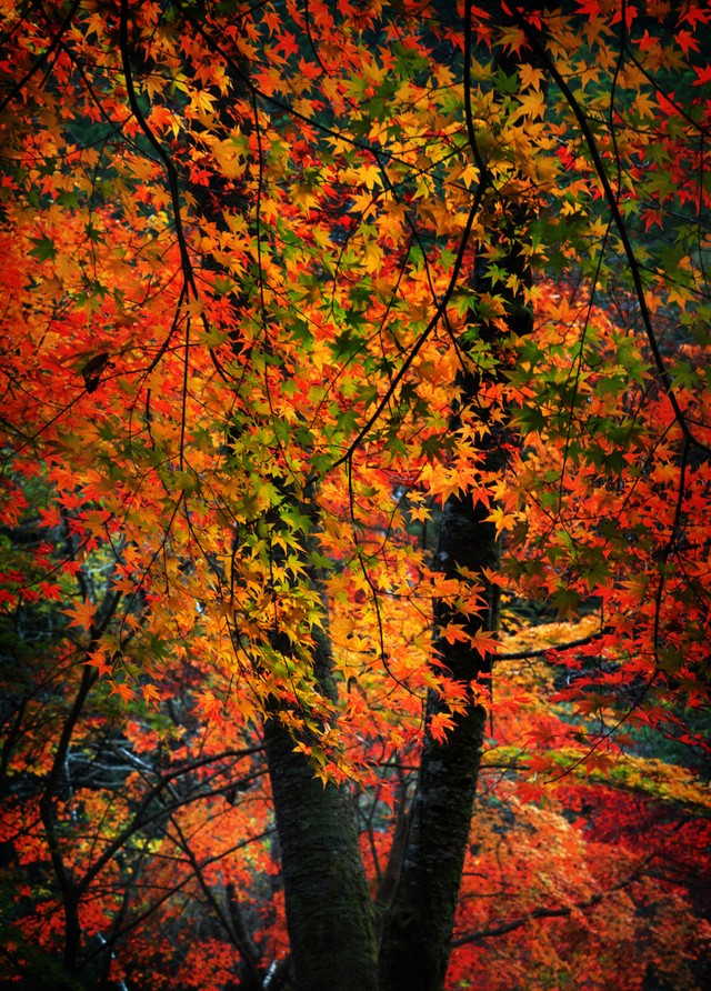 もみじの木 11月撮影 Photopha