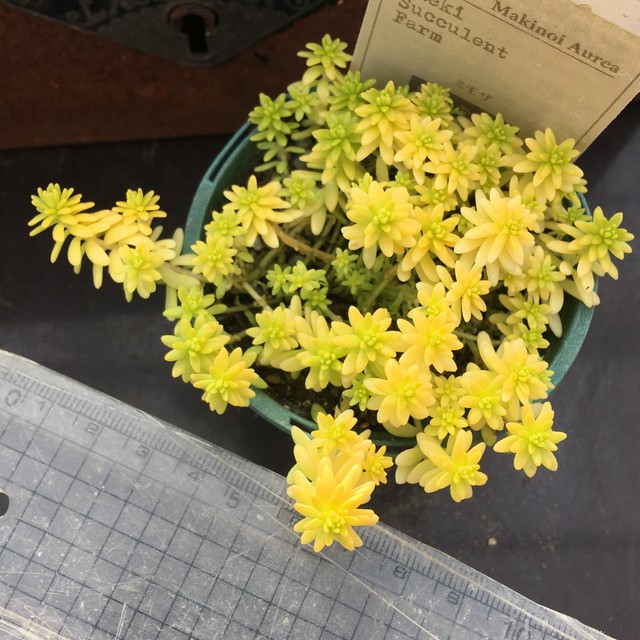 ミモザ Rupo 多肉植物専門店