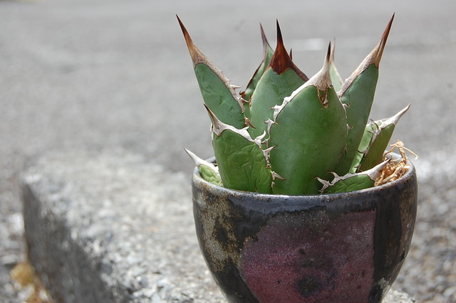 Agave Titanota Tower Of Babel アガベ チタノタ タワーオブバベル 鉢 陶芸家 内田好美 1 Plants Letter