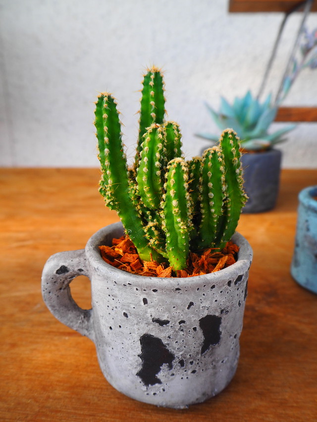 サボテンのベラボン ヤシの繊維 植え 寄せ植え屋