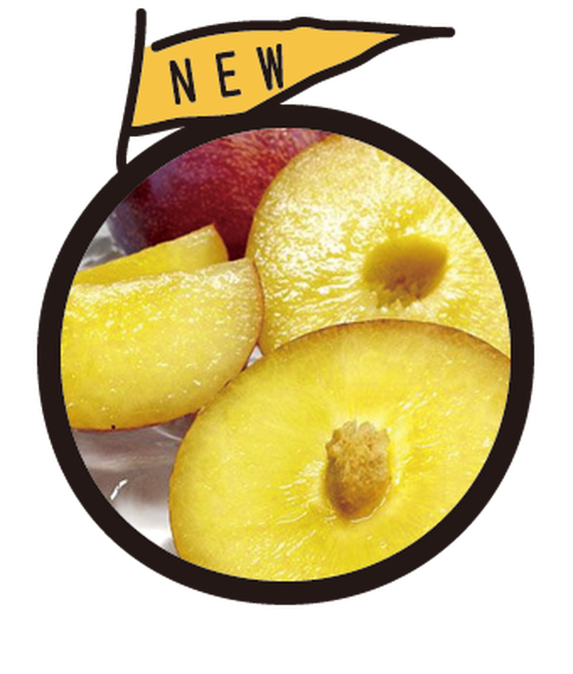 すもも 貴陽 化粧箱 3 4l以上のサイズ7個入り ザワザワ市場