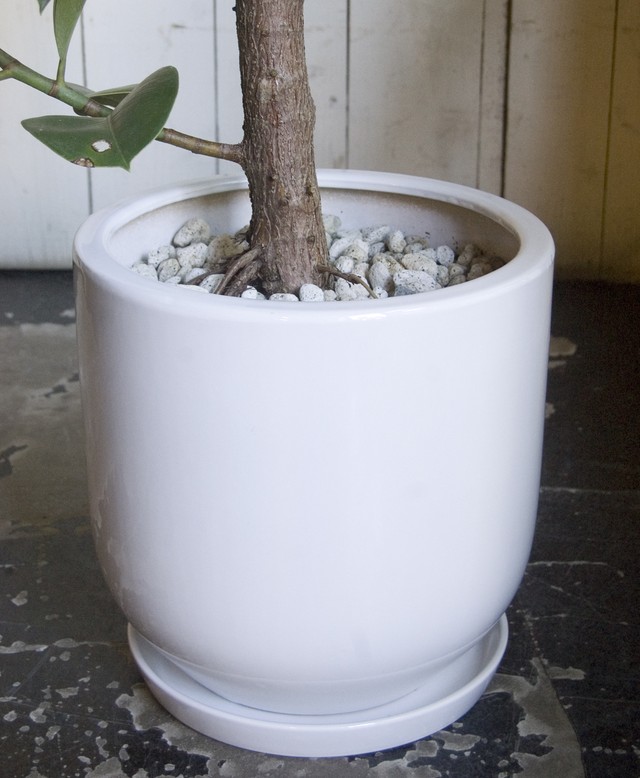 23区内限定配送 フィカス エラスティカ ソフィア Neo Green