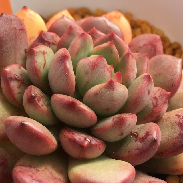 ピンクルルビー錦 韓国苗 Rupo 多肉植物専門店