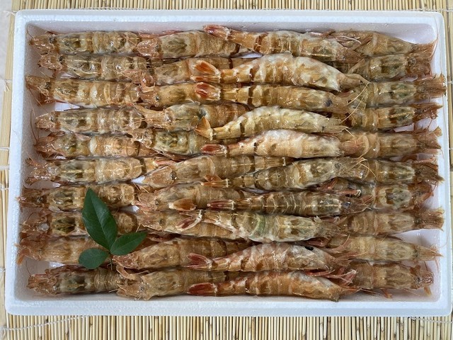 船内冷凍 白エビ モサエビ 約４０匹 送料別 柴山港のすぐそばの魚屋さん 山本商店