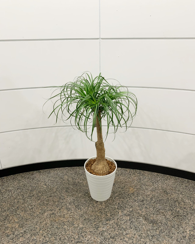 観葉植物 ポニーテール 8号 陶器 花屋のbiotopビオトープ