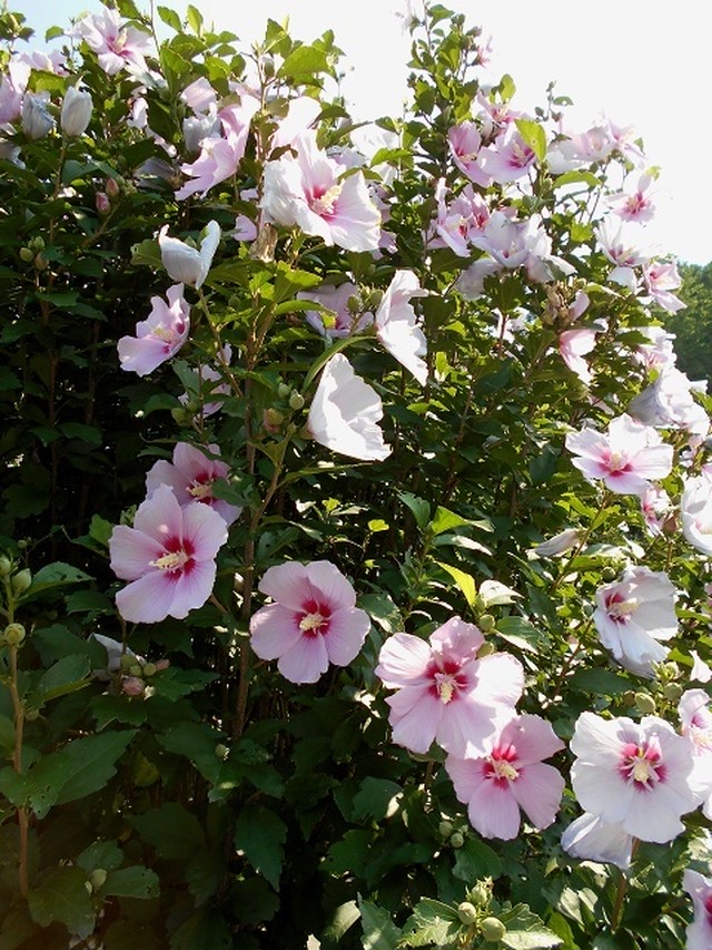 芙蓉の花の写真 写真屋 1 依田清一 Seiichi Yoda