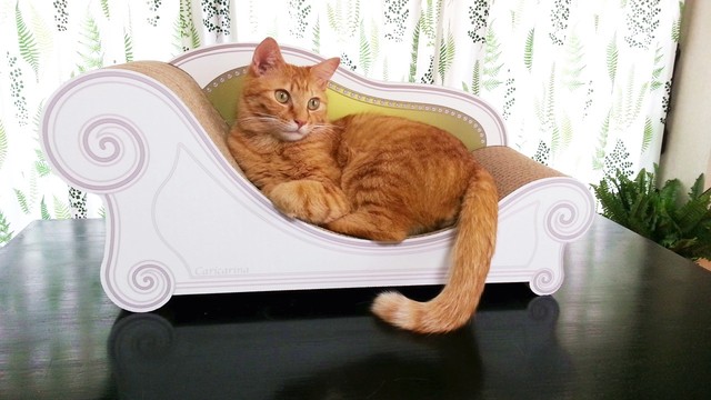 カリカリーナbasic スタンダード モスグリーン他2種 Chii