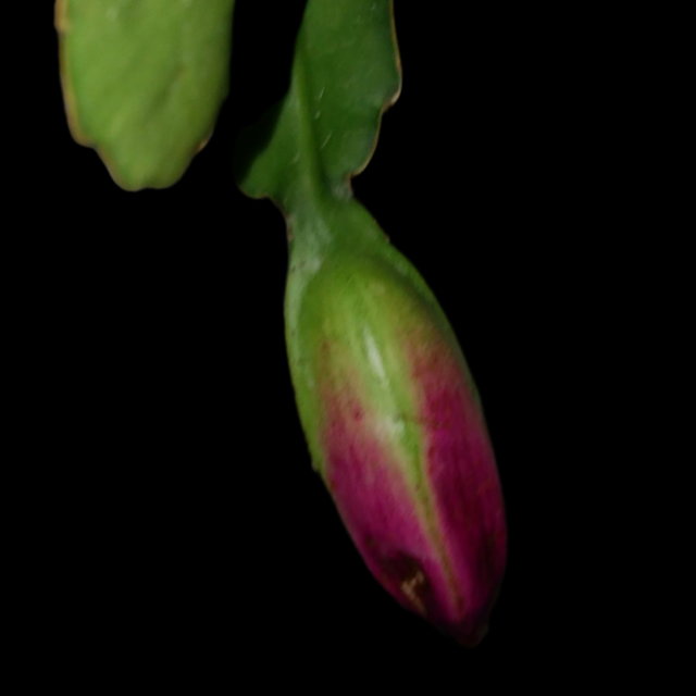 Epiphyllum Sp Peru ２０ｓｅｅｄｓ ｕｎｂｅｒ ｋｅｌｐ クジャクサボテン 販売 森林サボテン 販売