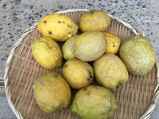 訳あり完全無農薬レモン2kg 14個程度 清水果樹園