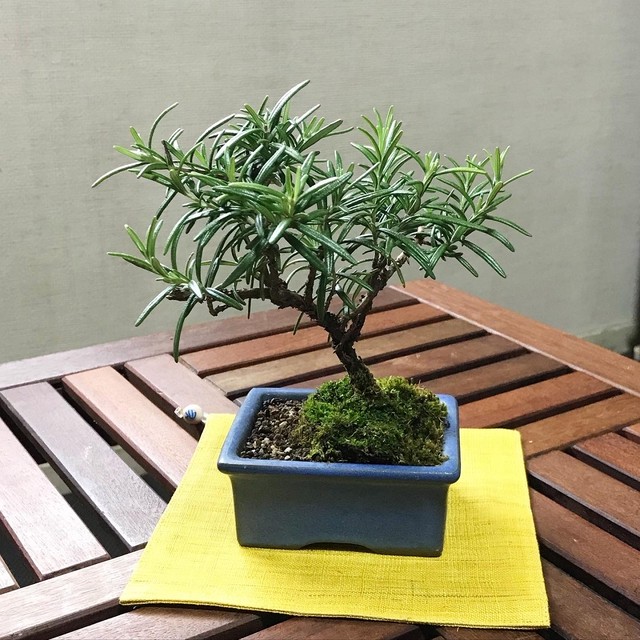 ローズマリー盆栽 立性 R7 Bonsai 鉄と山