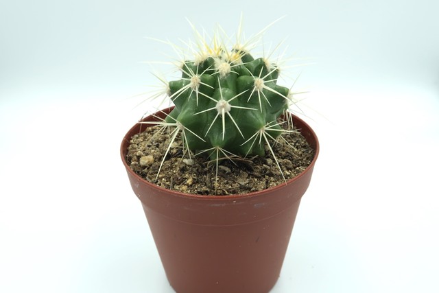 サボテン 金鯱 Cactus 多肉植物 Bios Plants