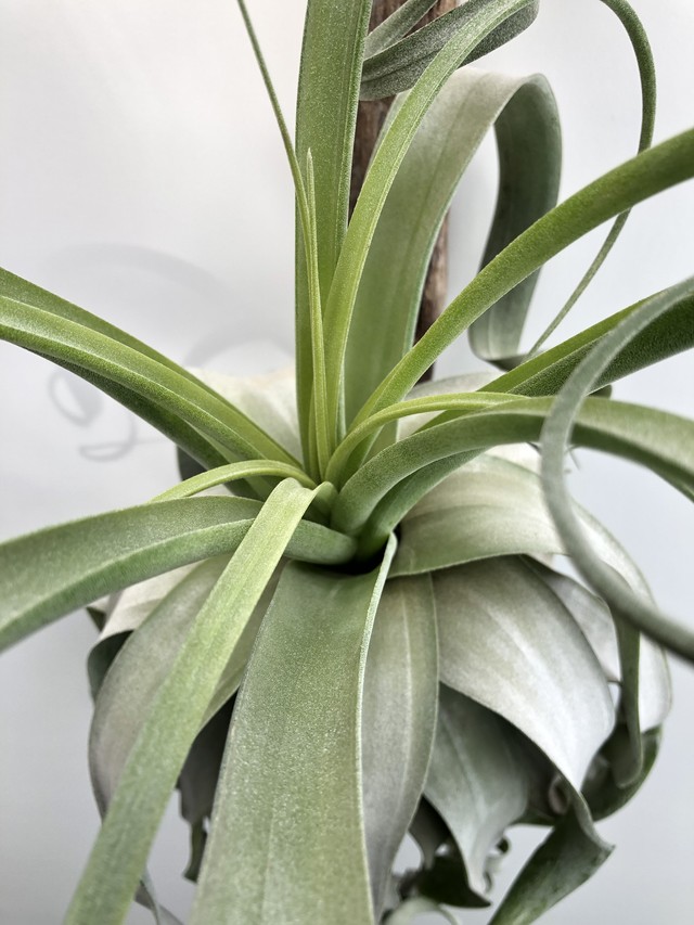 ティランジア ストレプトフィラ Xxl Tillandsia Streptophylla クルール Couleur