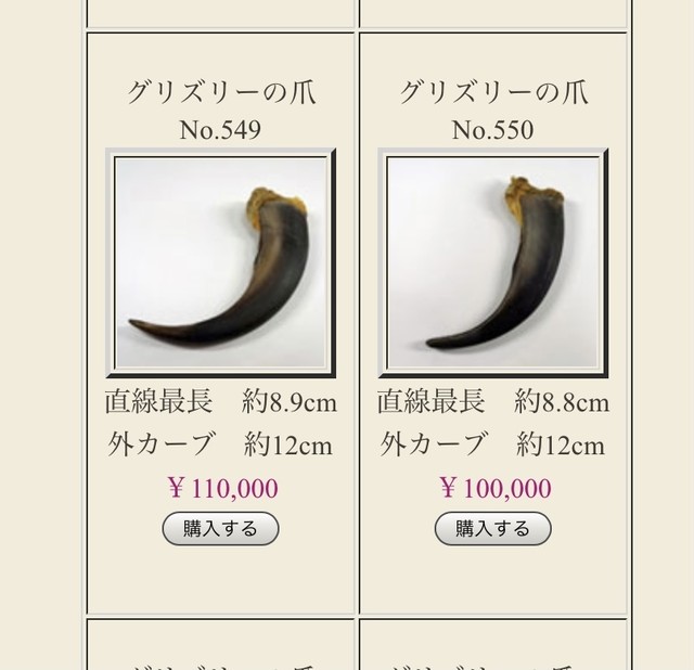 ｇｗ迄期間限定お値下げ中 最後の1つ グリズリーさんの歯のネックレス Craftsman Of The Bounty Of Nature