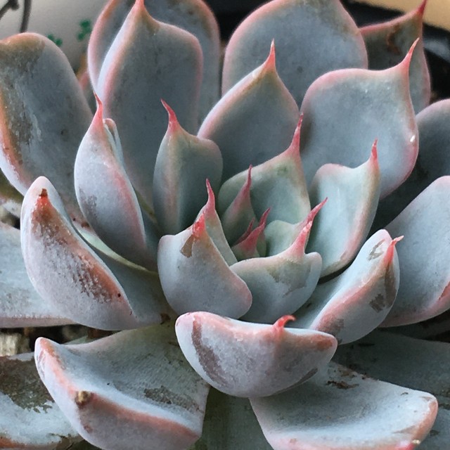 ピンクザラゴーサ Rupo 多肉植物専門店