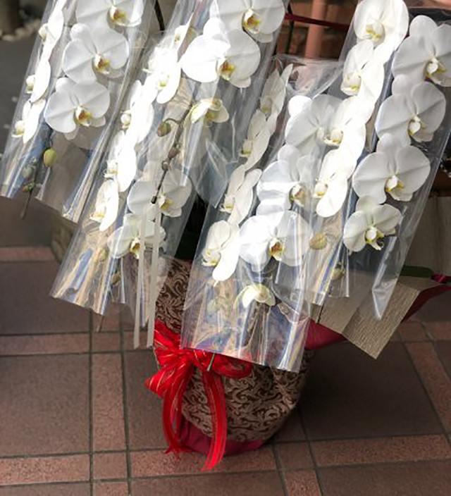 胡蝶蘭 30 000 松山 花 花束 開店祝いを送る通販サイト 花屋grin