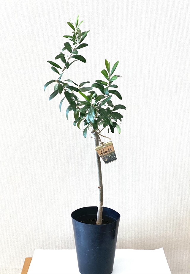 No 318 オリーブ苗木 トルコ産 ゲムリック 北村商店