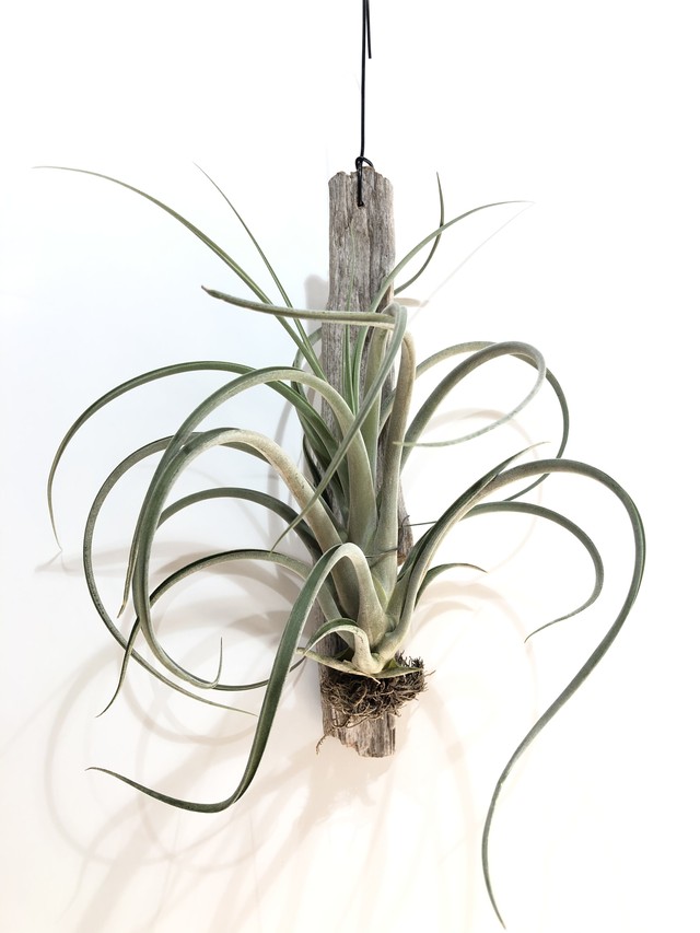 T パウシフォリアxストレプトフィラ Tillandsia Paucifolia X Streptophylla クルール Couleur