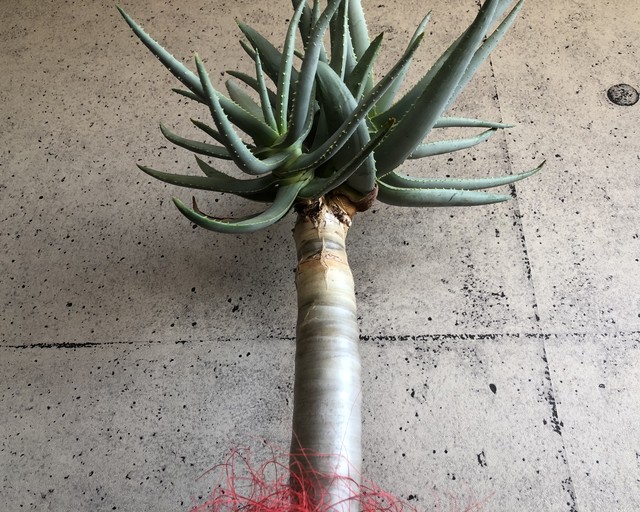 アロエ ディコトマ 幹上がり 美株 Planet Plants プラネットプランツ アロエ ディコトマ 幹上がり 美株 Planet Plants プラネットプランツ
