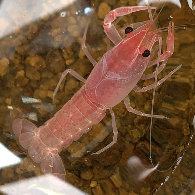 癒乃 バレンタイン Tl約5 5cm 右爪再生中 めだか専門 癒乃 ゆの