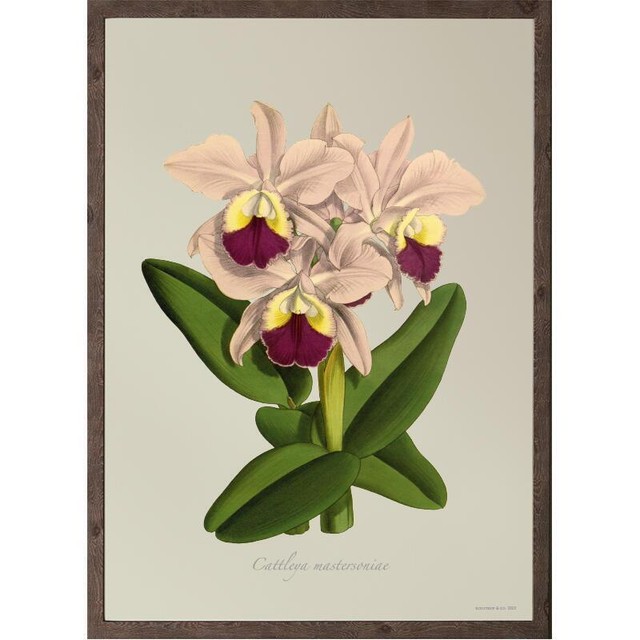 Koustrup Co アートポスター サイズ Cattleya Mastersoniae カトレア カトレヤ 北欧ブランド 北欧 植物画 ボタニカル シュール ダーク ヨーロッパ 図鑑 ポスター 北欧雑貨 ウォールデコ インテリア ナチュラル アート ギフト インポート 海外 輸入 デンマーク