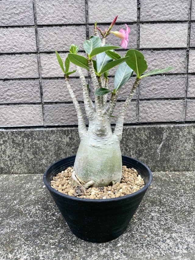 アデニウム アラビカム Adenium Arabicum コーデックス 観葉植物 Bios Plants