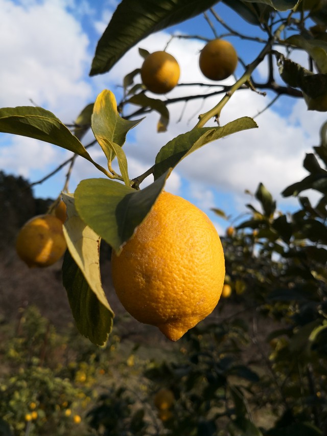 自然栽培無農薬レモン 傷あり 2kg 10個 個 まる美農園