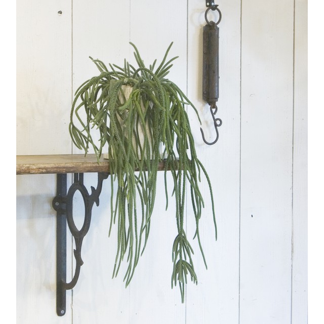 リプサリス ホリダ Neo Green