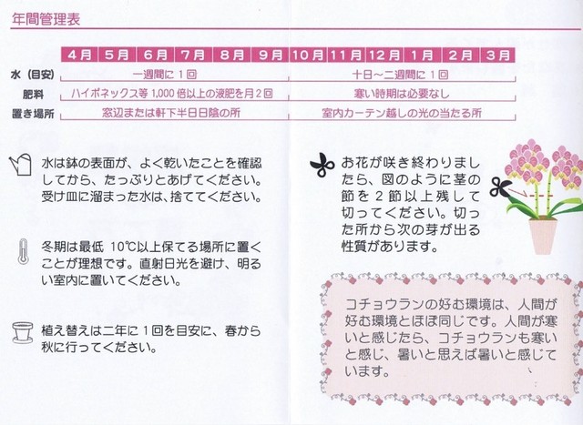 ミディ胡蝶蘭5 5号 パルテノ鉢2f観葉寄せ 椎名洋ラン園 よいはな Yoihana 最高品質のお花をお届けするネット通販