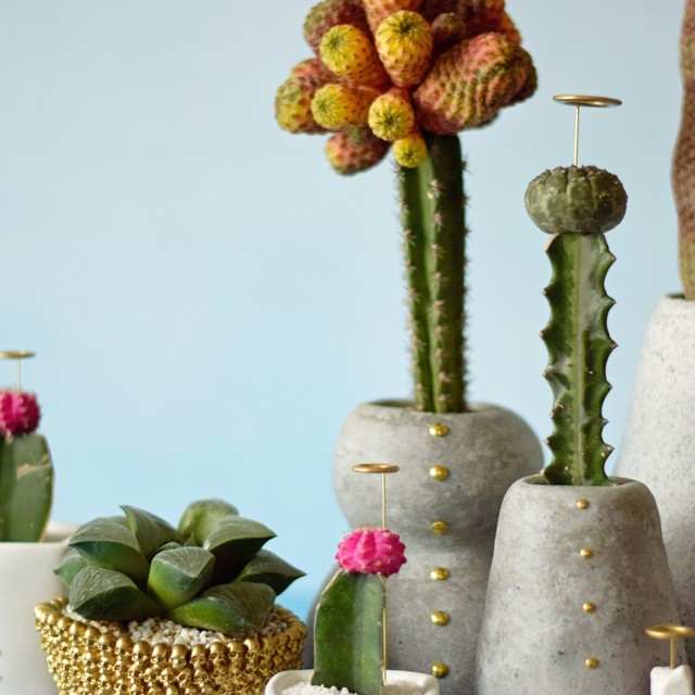 サボテン天使の器 ユーフォルビア ギムノカリキオイデス Echidna