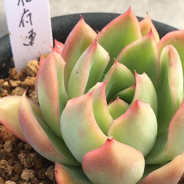 相府連 Rupo 多肉植物専門店