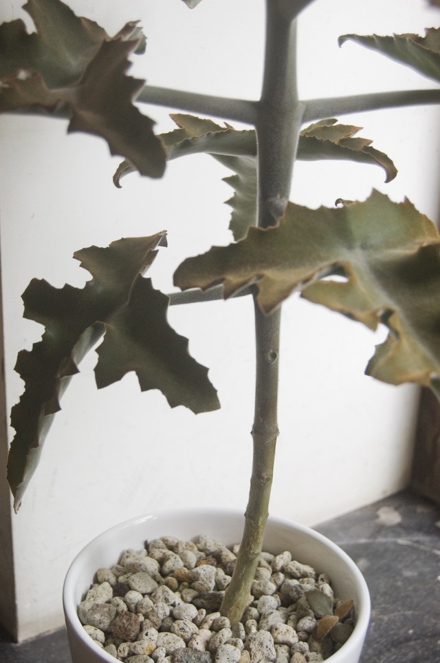 カランコエ ベハレンシス Neo Green