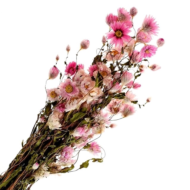 ローダンセ ピンク 大地農園 ドライフラワー ハーバリウム アトリエ明日音 アトリエ明日音 名古屋花材問屋 プリザーブドフラワー ドライフラワー ハーバリウム花材 資材