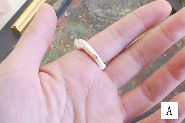鹿角彫刻の指輪 鹿頭骨 Deer Bone Hai