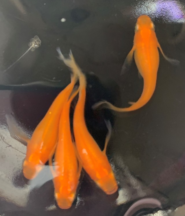 紅帝ヒレ長 Mサイズ １ペア 福々めだか 上質なメダカの販売と通販