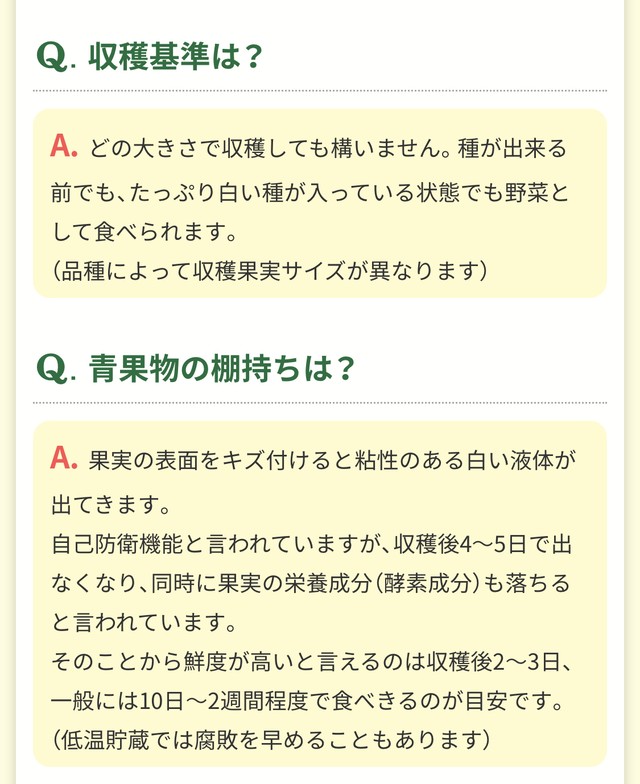 ベジキング12本セット 青パパイヤ苗 送料込み Wakabaseed