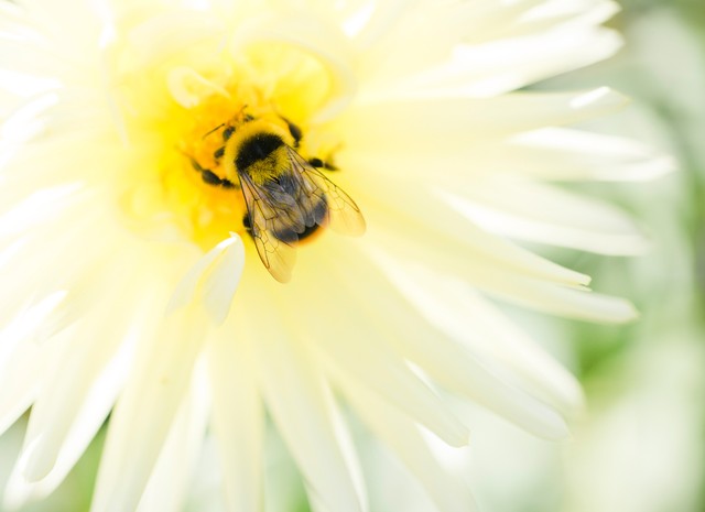 花とミツバチ 10月撮影 Photopha