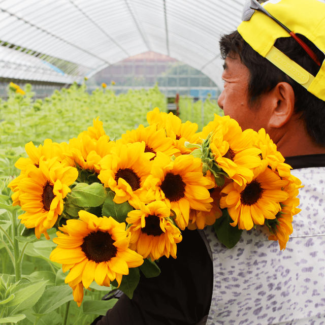 金井隆さんの向日葵 ヒマワリ ビンセントタンジェリン 本セット よいはな Yoihana 最高品質のお花の通販サイト