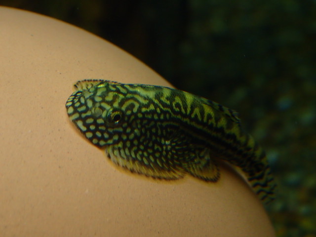 熱帯魚 タイガーヒルストリーム ローチ Aquariumbarkind