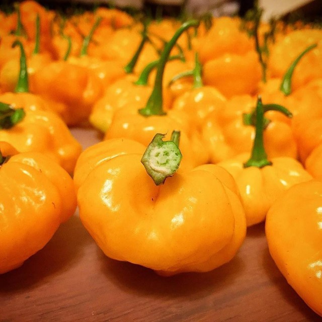 スコッチボネット エクストラホットソース Scotch Bonnet Japan