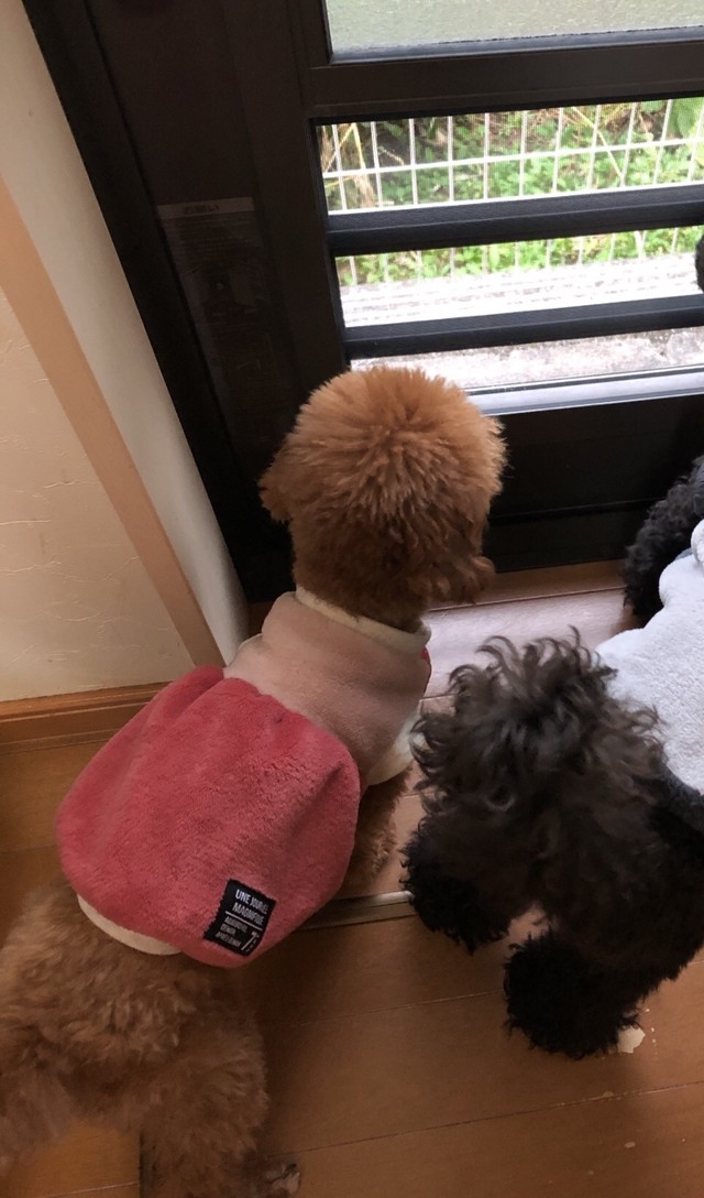 犬服 フリースバルーンワンピ ハンドメイド犬服 Opi Opi