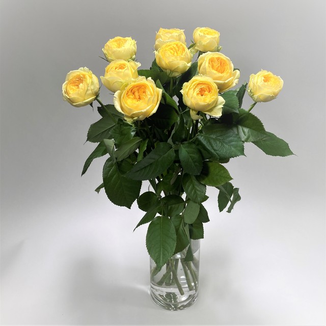 Rose カタリナ 10本 (JAひまわり バラ部会)