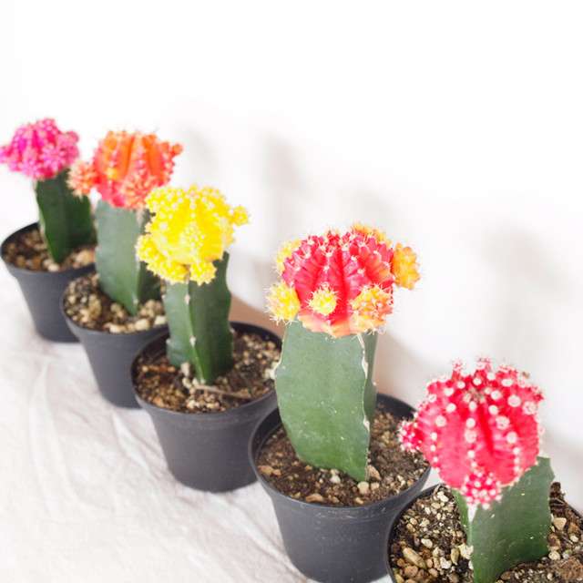 24set サボテン緋牡丹 ひぼたん の和風プチギフト Soraniwa