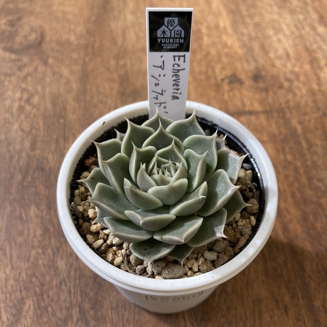 ガーデンメッセ