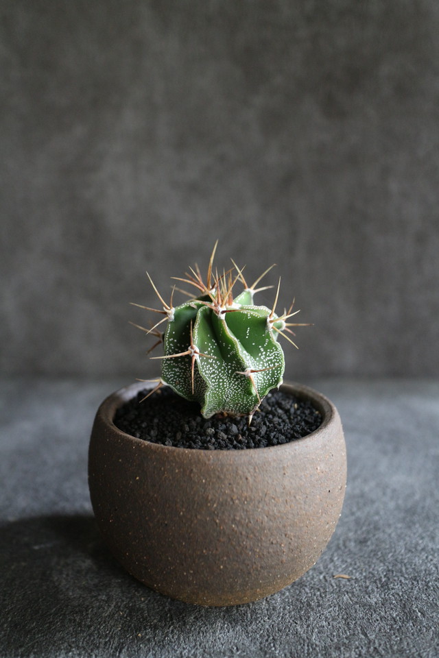 アストロフィツム 般若 Jujumaru Webshop