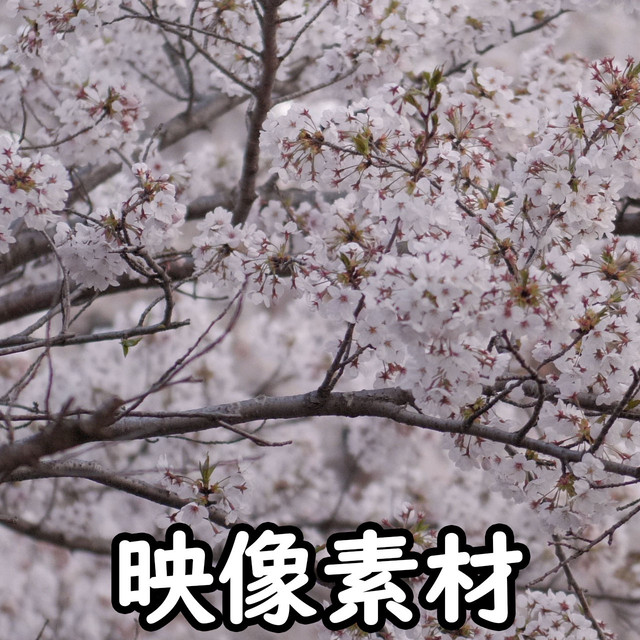 映像 動画素材 日本の桜 サクラ さくら Letsshare