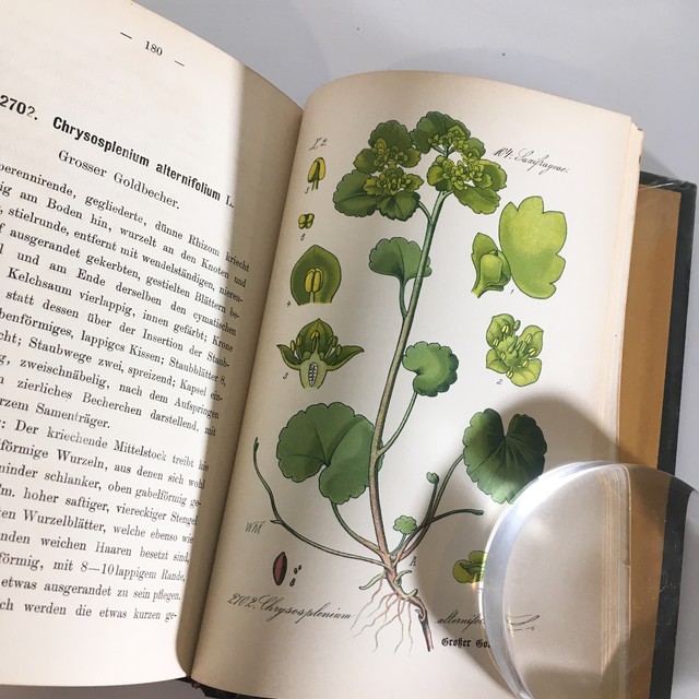 Ernst Hallier ドイツの植物図鑑 Vol 26 カラープレート72枚 1800年後半 クロモリトグラフ べるりんのーと