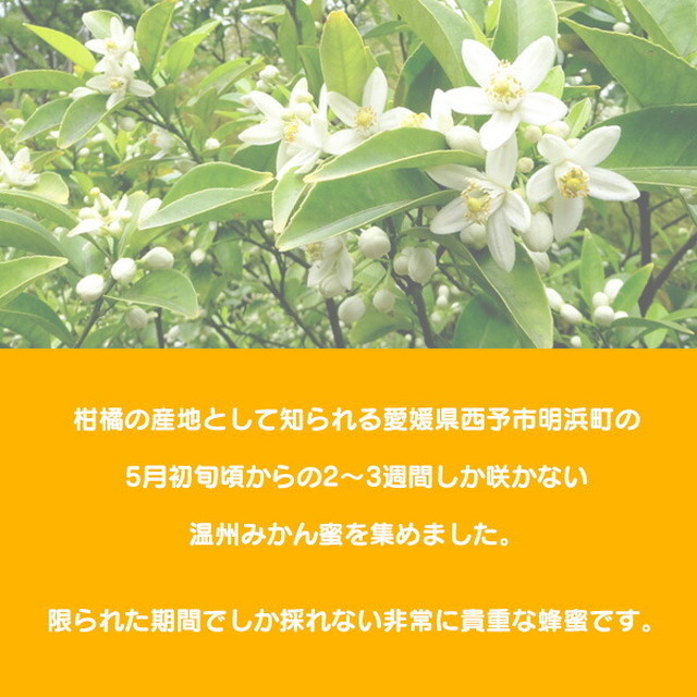 みかん 蜂蜜 ハチミツ ジオハニー 蜜柑 330g 1本 国産 無添加 非加熱 送料無料 えひめの旅商人かんきち