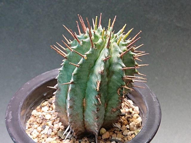 Euphorbia Horrida ユーフォルビア ホリダ C サボテンと多肉植物の店 サイベリア